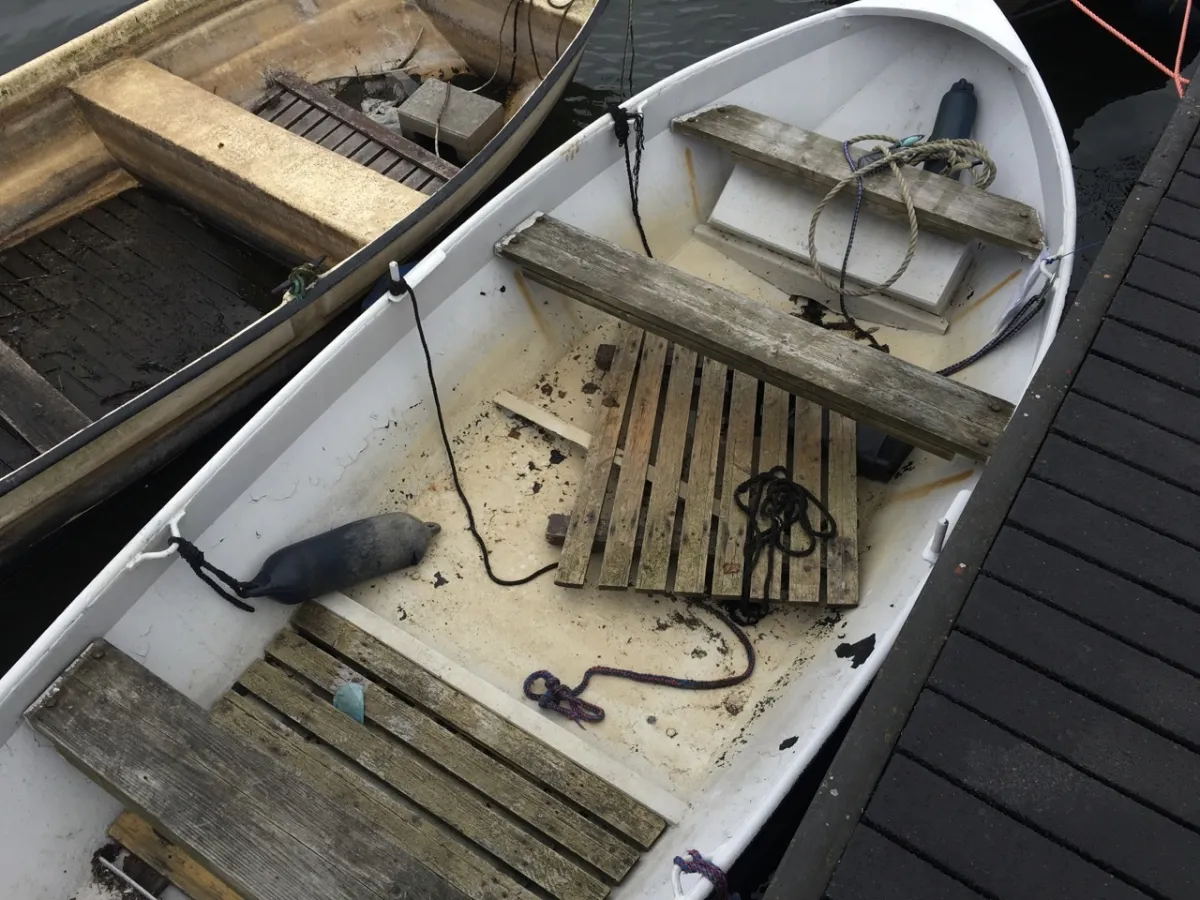 Steel Budgetboat Budget boat Vlet